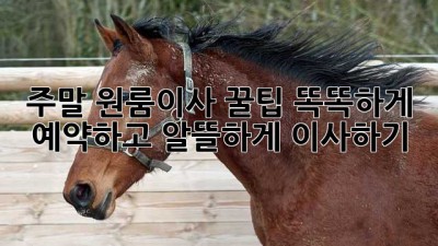 주말 원룸이사 꿀팁🍯: 똑똑하게 예약하고 알뜰하게 이사하기!